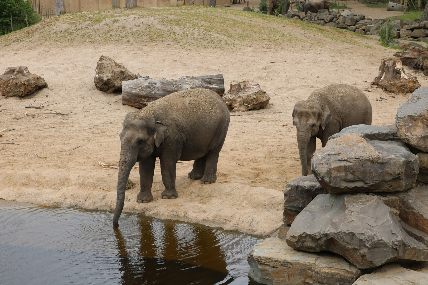 Dierenpark Planckendael